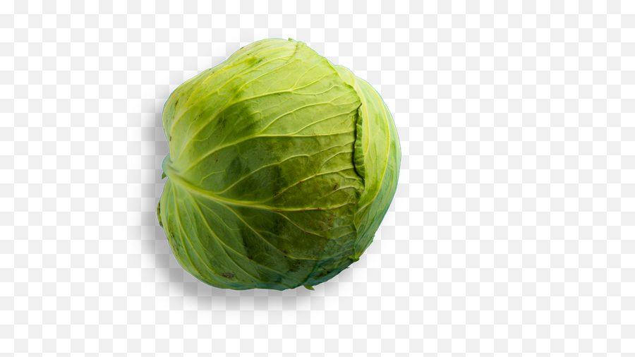 Noce - Iceburg Lettuce Png,Cabbage Transparent