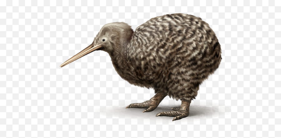 Download Kiwi - Great Spotted Kiwi Transparent Full Size Kiwi Png,Kiwi Transparent