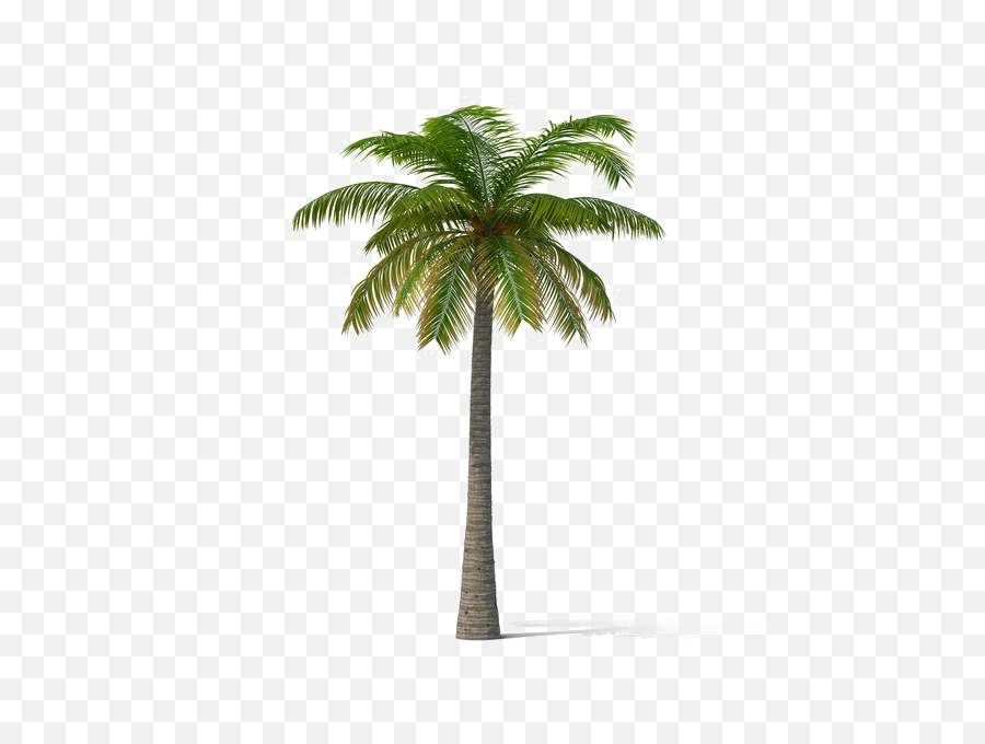 Download Hd Coconut Tree Transparent - Palm Trees Transparent Coconut Tree Png,Palm Tree Transparent