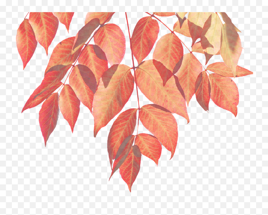 Autumn - Leavestransparentpngimagesfreedownload018 Fall Watercolor Leaves Png,Autumn Transparent