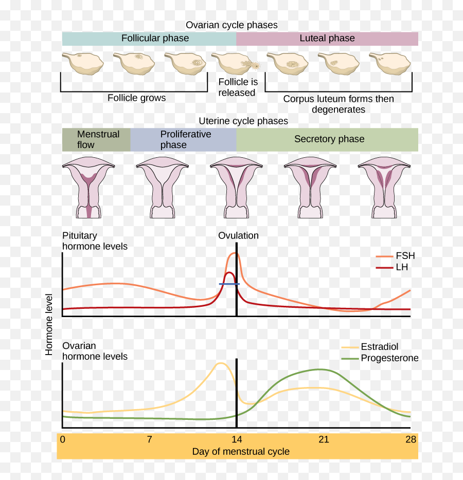 Difference Between Ovarian Cycle And Menstrual - Fases Do Ciclo Ovariano Png,Uterus Png