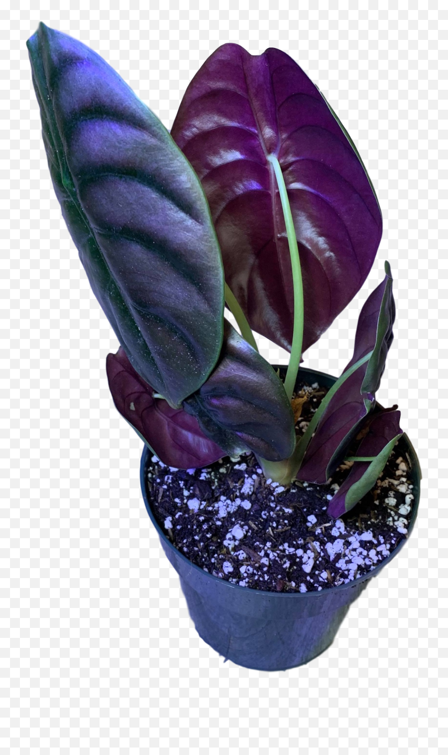 African Violets Transparent Png Image - Plants,Violets Png