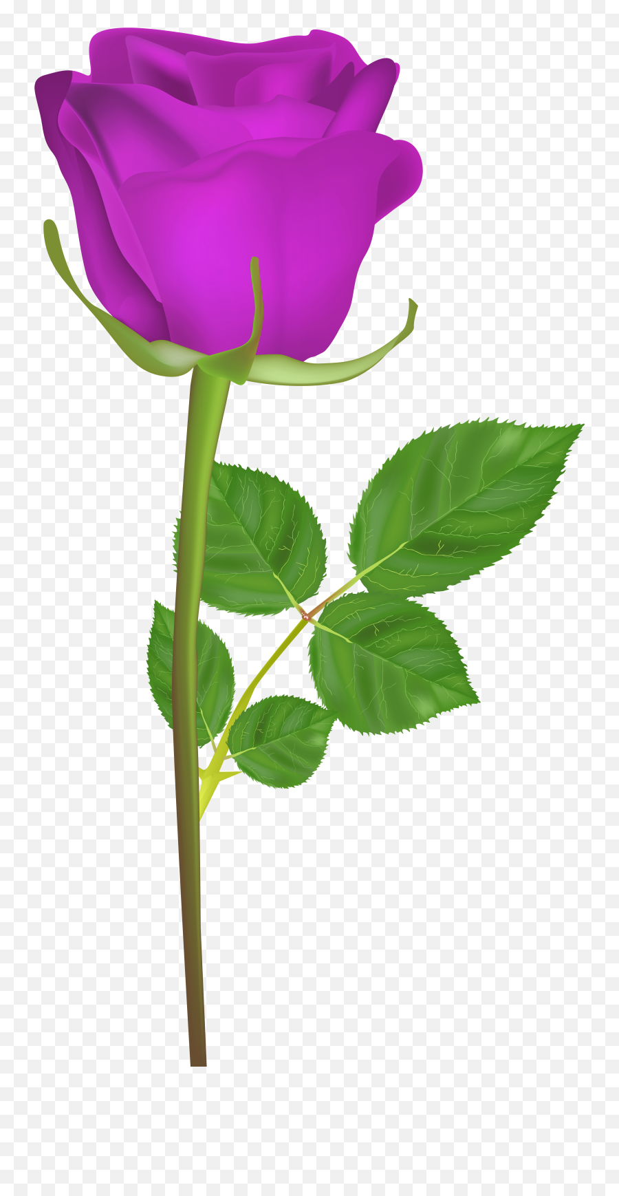 Rose With Stem Purple Png Clip Art Imageu200b Gallery - Png Gulab Ka Phool Hd,Purple Roses Png