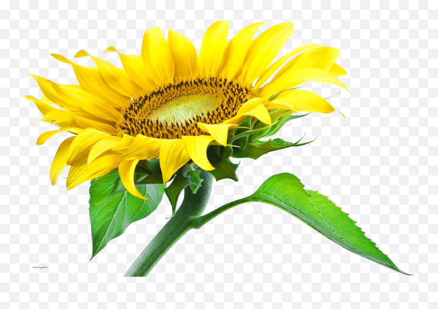 Download Hd Sunflower Png Images - Sunflower Png,Sunflower Transparent Background