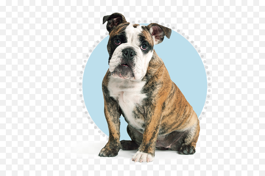 English Bulldog Petplan - Size Olde English Bulldog Png,Bulldog Png