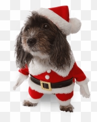 Download Costumes Star Wars Ewok Pet - Dog Png,Ewok Png