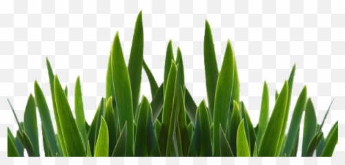 Grass Png Picture 678721 - Basic Knowledge Of Microbiology