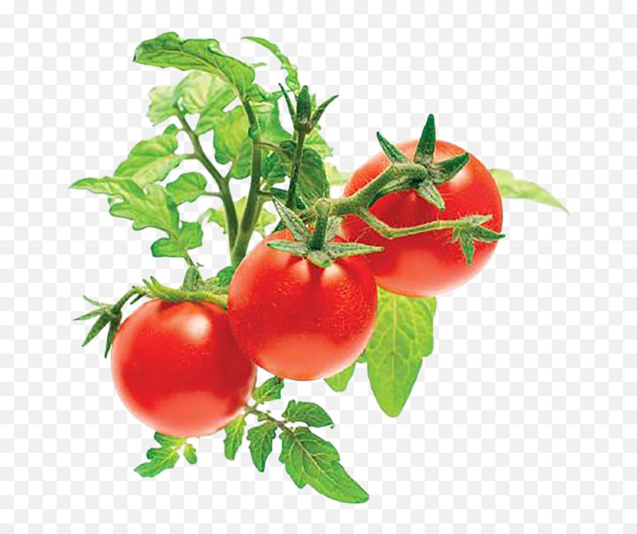 Click And Grow Mini Tomato Plant Pods - Mini Tomato Png,Tomato Plant Png