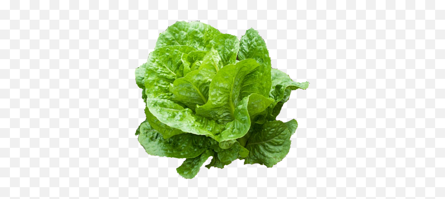 Lettuce Romaine - Romaine Lettuce Png,Romaine Lettuce Png