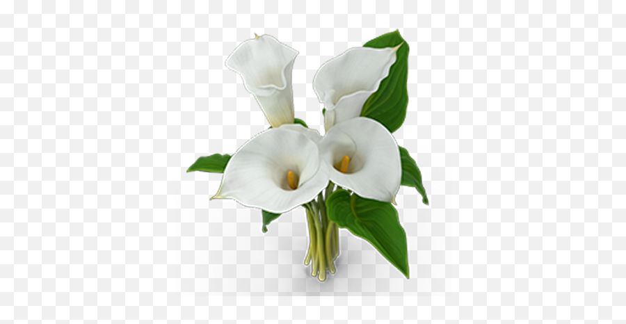 Calla Lilies - Lawyers In The Philippines Lovely Png,Calla Lily Png