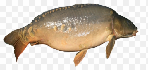 Mirror Carp No Background Transparent Image Fishing - With No Background png
