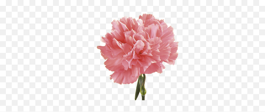 Pink Carnation - Carnation Flower Png,Carnation Png