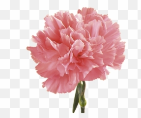 Pink Carnation - Carnation Flower Png,Carnation Png