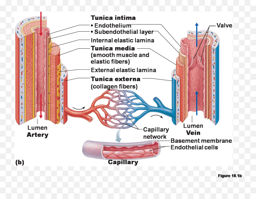 Pin - Label The Structural Features Of Arteries Veins Png,Veins Png