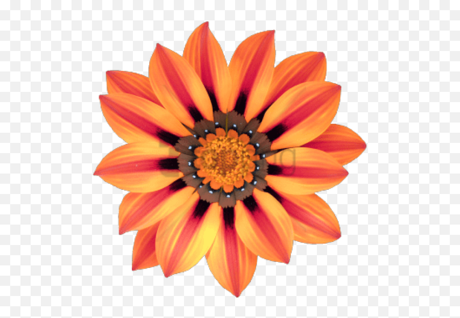 Download Free Png Transparent Flower Tumblr - Sap In The Flower,Flower Tumblr Png