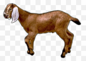 Download Goat Png Image Hq - Tamil Nadu Goat Png,Goats Png