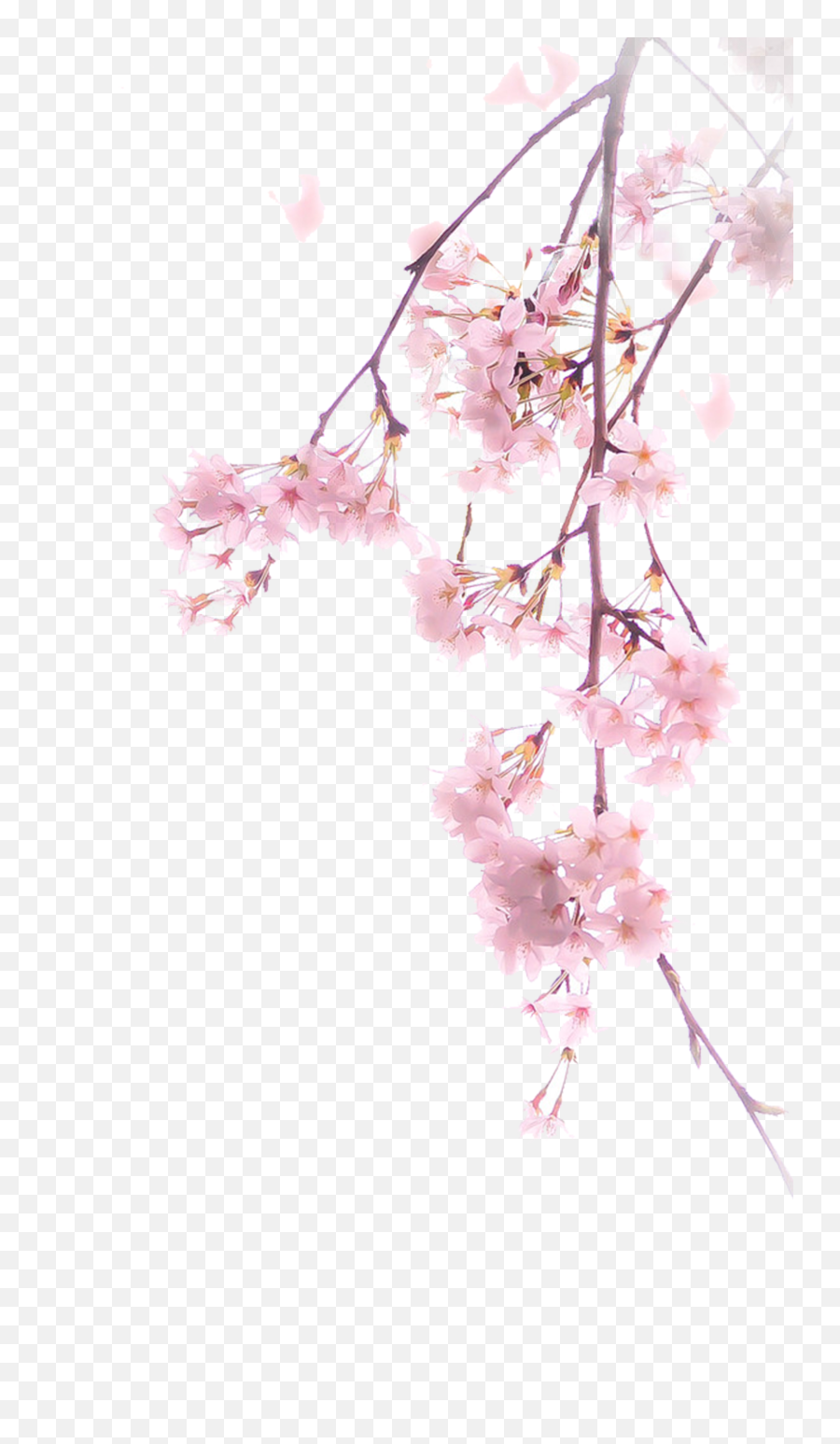 Pink Cherry Blossom Png Branch