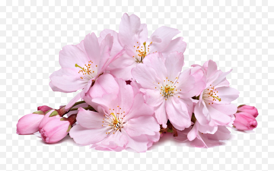 Cherry Blossom Transparent Png - Cherry Blossom Flower Png,Cherry Blossoms Transparent