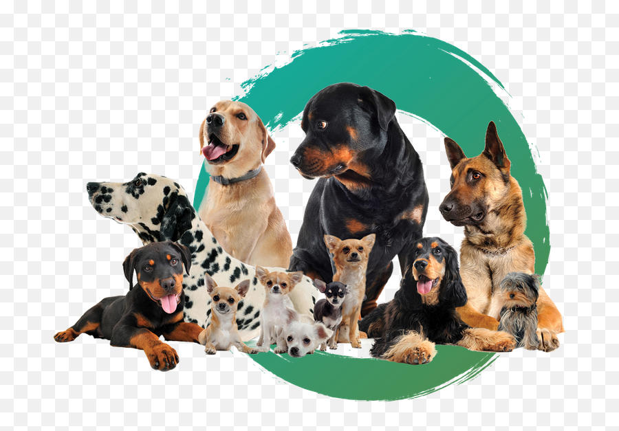Zen Doggy Den - Complete Dog Care In Wheat Ridge Dog Png,Pet Png