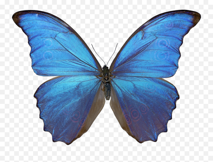 Blue Morpho Butterfly Png Butterflies