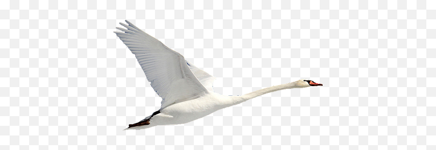 Swan Png Pic Background - White Flying Swan Png,Swan Png