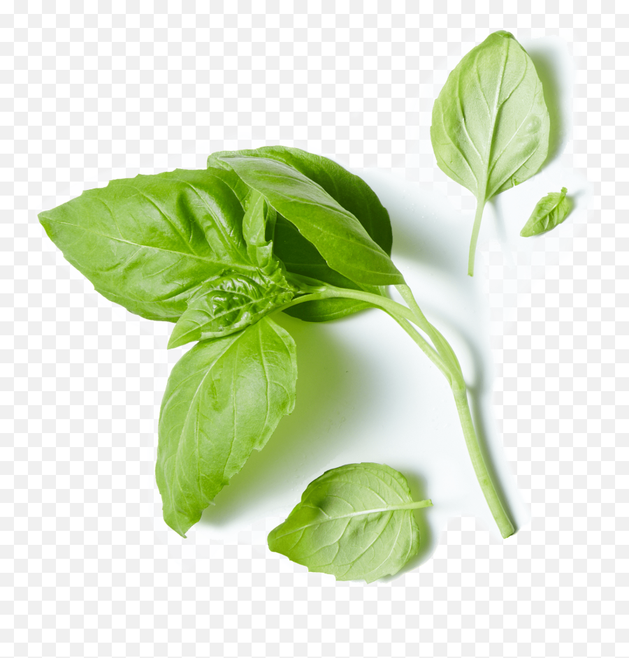 80 Acres Farms - Spinach Png,Basil Png