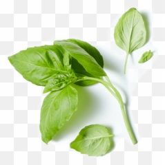 80 Acres Farms - Spinach Png,Basil Png
