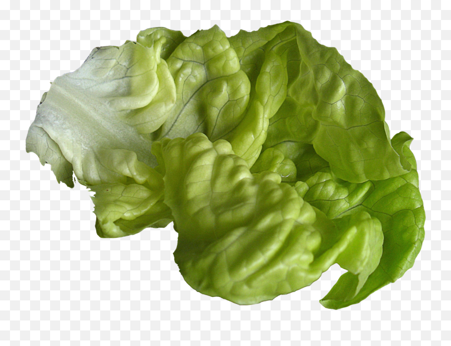 Lettuce My Favorite Color - Lettuce Png,Lettuce Png