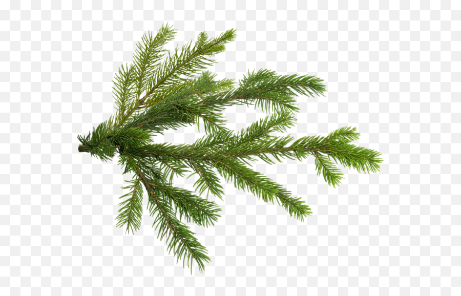 Pine Christmas Tree Branch - Pine Tree Branch Png,Branch Transparent