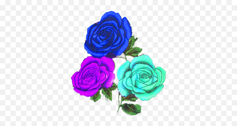 Magenta Blue Ferozy Rose Png