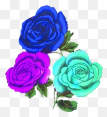 Magenta Blue Ferozy Rose Png