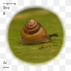 Kaliella Microconus A Tiny Mm Tall - Lymnaeidae Png,Snail Transparent