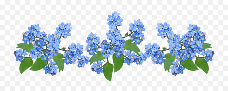 Flowers Blue Forget Me Not - Flores No Me Olvides Png,Forget Me Not Png