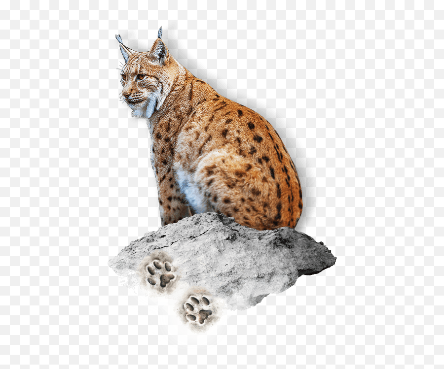 Eurasian Lynx - Savannah Png,Lynx Png