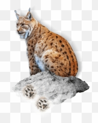 Eurasian Lynx - Savannah Png,Lynx Png