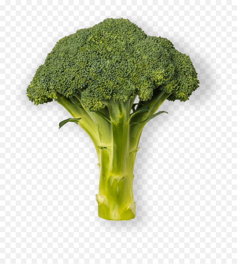Brocoli - Broccoli Png,Brocoli Png