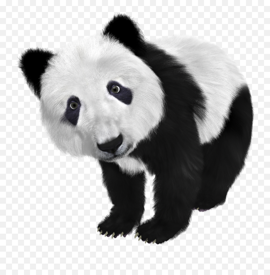 Hd Png Transparent Panda - Black And White Color Animals,Panda Transparent Background