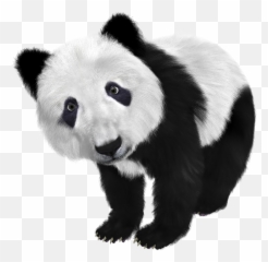Hd Png Transparent Panda - Black And White Color Animals