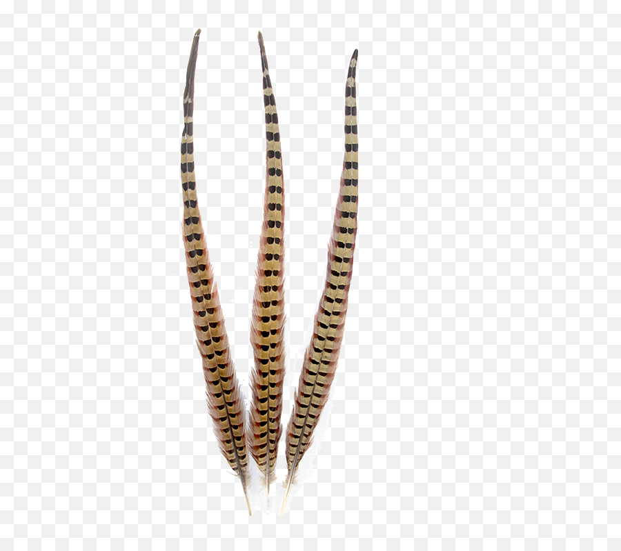 Pheasant Natural Ringneck Feathers - Brass Png,Feathers Transparent