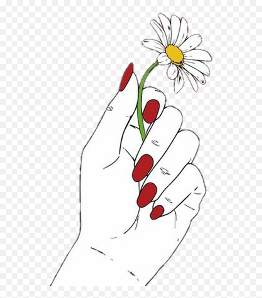 Download Hd Hand Holding Flower Drawing Transparent Png - Oxeye Daisy,Flower Drawing Png