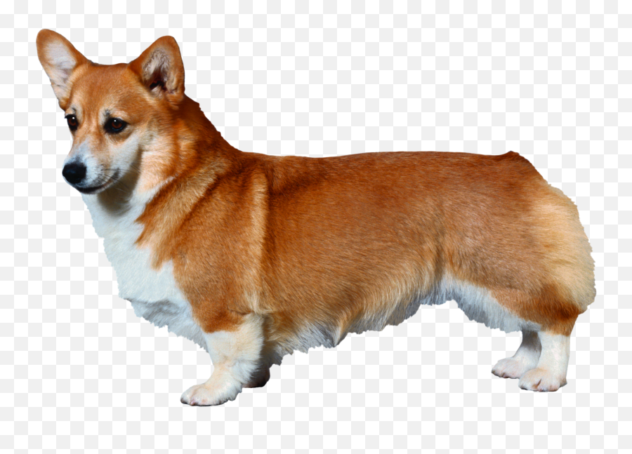 Download Pembroke Welsh Corgi Diagram - Transparent Background Corgi Clipart Png,Corgi Png