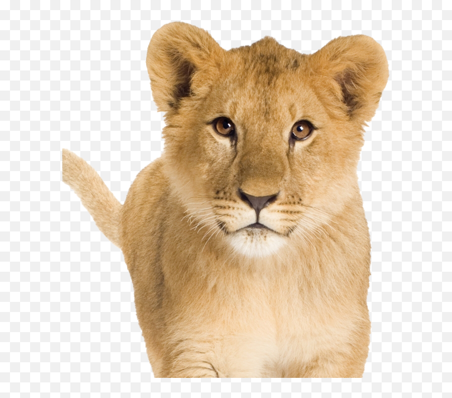 Lion Cub Png Transparent Images - Cute Lion And Cub,Baby Lion Png