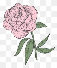 Clipart - Floribunda Png,Peony Transparent