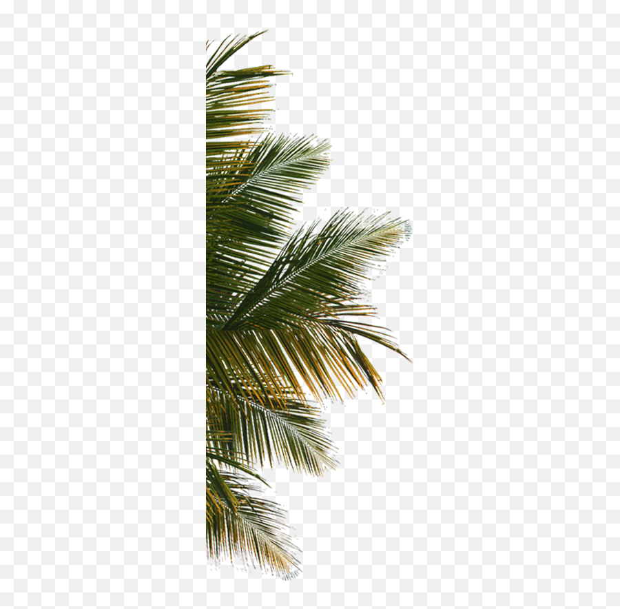 Download Hd Palm Tree Leaf Png - Coconut Tree Close Up Png,Palm Tree Leaf Png