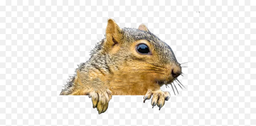 Alpha Wildlife Nashville - Fox Squirrel Png,Squirrel Png