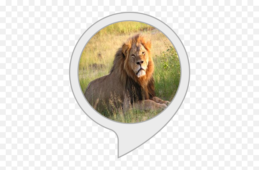 Amazoncom Lions Roar Alexa Skills - Masai Lion Png,Lion Roar Png