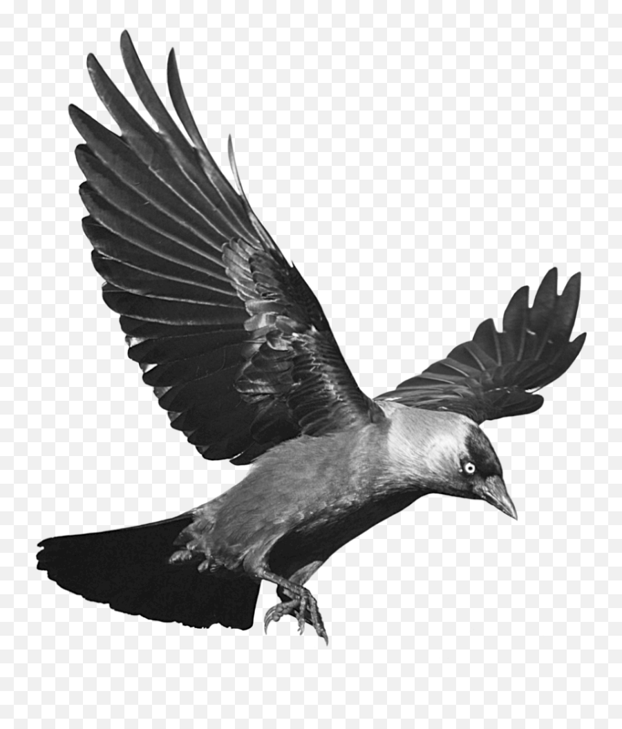 Raven Flying Transparent Background - Transparent Background Crow Clipart Png,Raven Transparent Background