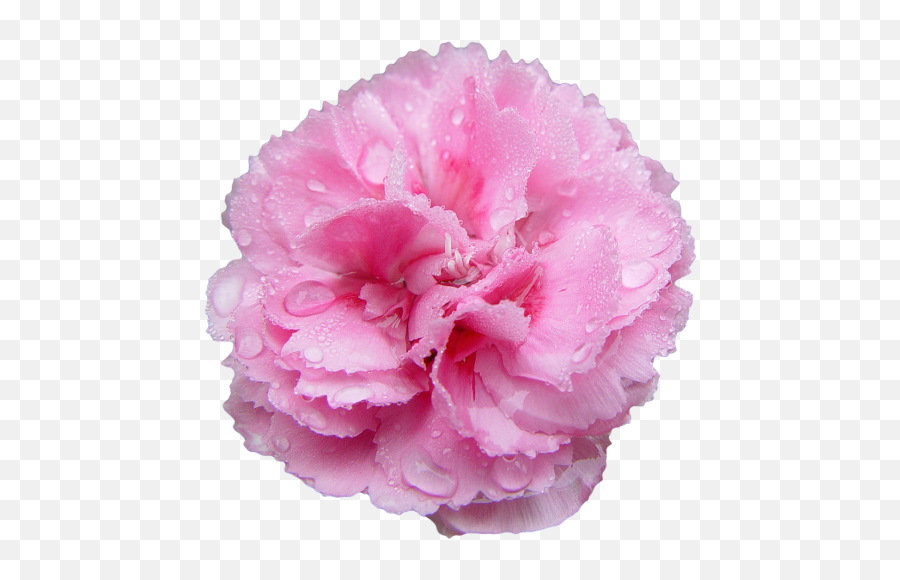 Carnation Transparent - Pink Carnation Transparent Png,Carnation Png