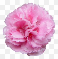 Carnation Transparent - Pink Carnation Transparent Png,Carnation Png