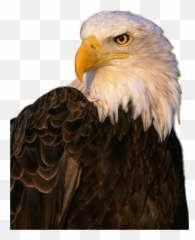 Download Hd Aguila Sticker - Aguila Png,Aguila Png